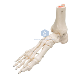 Foot Joint Model